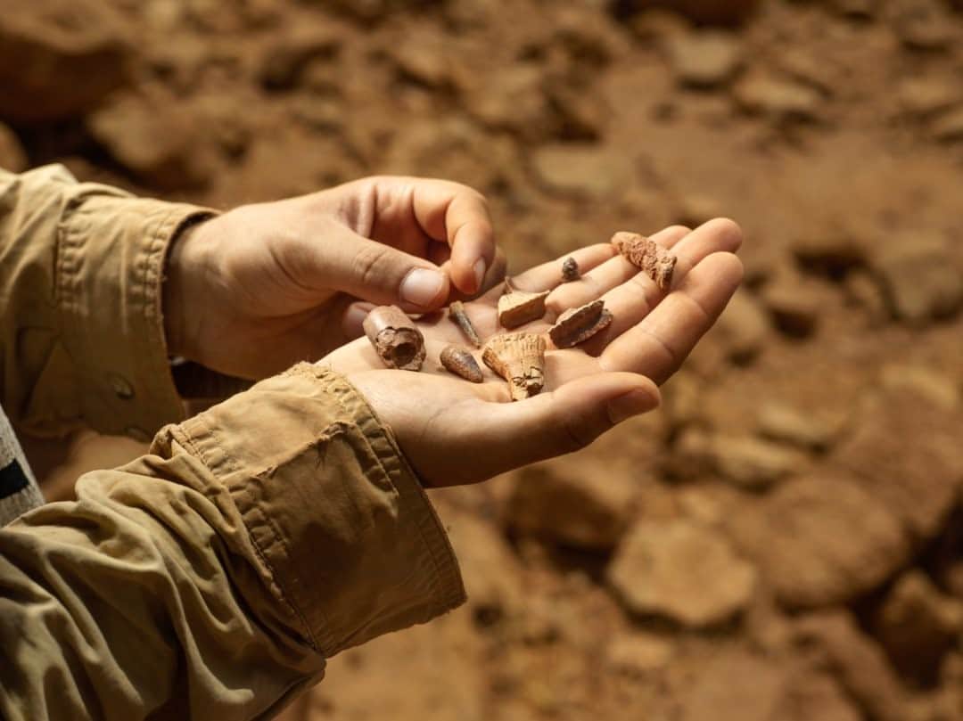 のインスタグラム：「Photo by @paoloverzone / Gara Sbaa, Morocco. Nizar Ibrahim, Ph.D., paleontologist and National Geographic Explorer, showing some fossils to his students during a scouting. For @natgeo I documented a Spinosaurus find here in the desert. Spinosaurus was one of the largest predatory dinosaurs of all time. It is named after the elongated dorsal spines that supported an enormous “sail” of skin. In contrast to other dinosaurs—which are predominantly terrestrial—a long list of anatomical features are indicative of Spinosaurus being adapted to live in freshwater, like crocodiles and hippopotamuses.   Follow @paoloverzone for more photos and stories.  Check out Nat Geo's link in bio for more on this story.」