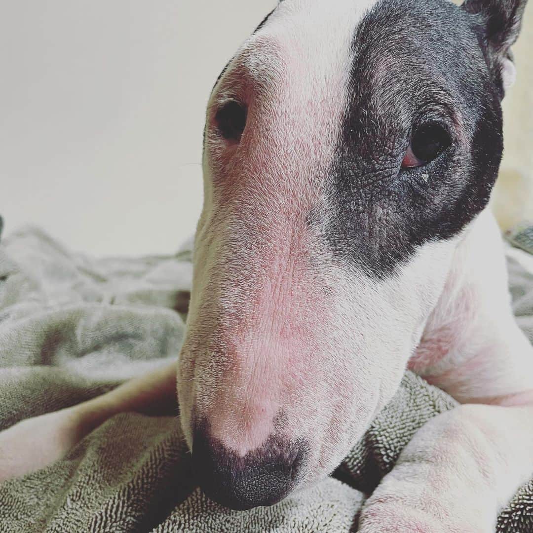Q太郎さんのインスタグラム写真 - (Q太郎Instagram)「#minituru#bull#terrier#minibullterrier#miniturubullterrier#dog#dogstagram#cute#qtaro#love#family#ミニチュア#ブルテリア#ミニチュアブルテリア#Q太郎」12月30日 17時04分 - qtaro.jun