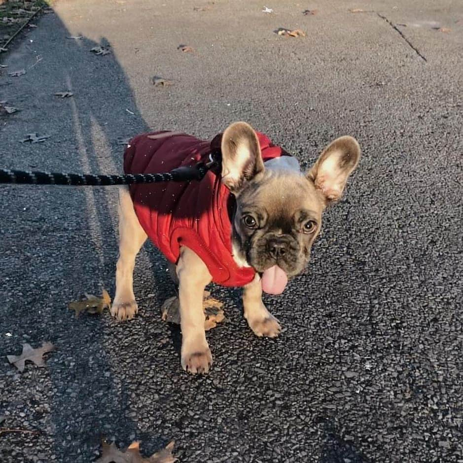 French Bulldogさんのインスタグラム写真 - (French BulldogInstagram)「Morning walkies 👅 Do you walk your French Bulldog first time in the morning? 🙏 @bowiethe_frenchie . . . . . #tongueouttuesday #tuesday #dailypuppy #puppyoftheday #frenchie #frenchiepup #frenchiepuppy #bluefawnfrenchie #frenchbulldog #dogsofig #dogsofnyc #dogsofnewyork #newyorkcity #dogwalk #dailyfrenchie #frenchiecommunity #frenchielover #puppiesofnyc #puppiesofnewyork」12月30日 17時36分 - frenchie.world