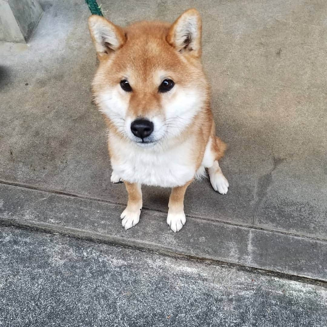 柴犬たま Shibainu Tamaのインスタグラム