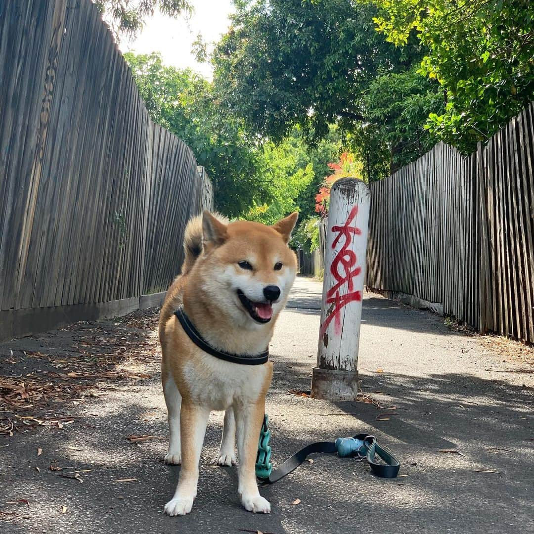 Shibainu Pontaさんのインスタグラム写真 - (Shibainu PontaInstagram)「良いお年を🙏☀️  #メルボルン#柴犬」12月30日 18時24分 - pontasyk