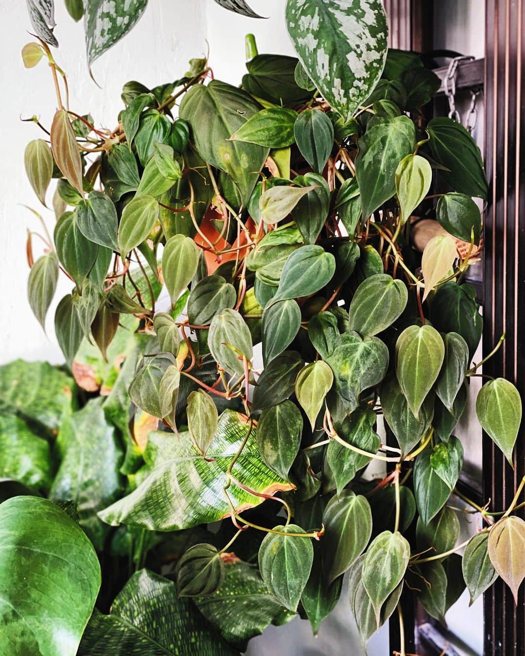 鄭碧瑩のインスタグラム：「One of my favorite, after 9 months of pretty much letting it do it’s own thing. . . . . . . .  #plantstagram #plantsofinstagram #houseplants #plantsmakepeoplehappy #botanical #instaplants #plants #foliage #leaf #plantflife #springintoplants #plantlady #plantpotters #crazyplantlady #houseplantclub #helloplantlover #plantshelfie #houseplantsofinstagram #houseofplantlovers #junglecollective #vsco #vscogram #vscocam #vscogrid #vscoplants #gardeningsg #urbanjunglebloggers #sgplantclub #plantnerd #philodendronmicans」