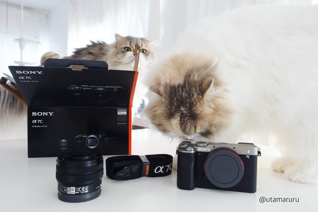 詩丸さんのインスタグラム写真 - (詩丸Instagram)「新しいカメラがやってきました📸😆✨ 年末年始はカメラを勉強しつつ、猫たちをたくさん撮りたいと思います🥰 .  Finally, I got a new Camera!📸😆✨ .  Camera :【 SONY α7c 】 #sonyα #sonyα7c #sonycamera #α7c」12月30日 18時36分 - utamaruru