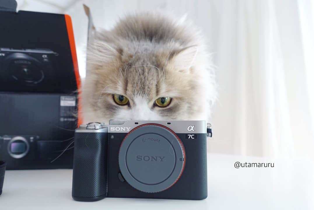 のインスタグラム：「新しいカメラがやってきました📸😆✨ 年末年始はカメラを勉強しつつ、猫たちをたくさん撮りたいと思います🥰 .  Finally, I got a new Camera!📸😆✨ .  Camera :【 SONY α7c 】 #sonyα #sonyα7c #sonycamera #α7c」
