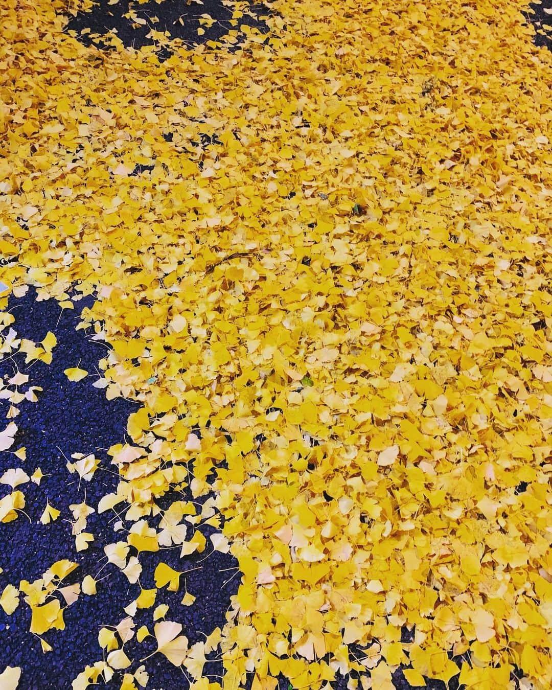 澤田友美さんのインスタグラム写真 - (澤田友美Instagram)「春は🌸で散ったピンクの絨毯になるけど、秋は銀杏で🍁で黄色の絨毯になるんだね。四季って素敵だね。 . . #japan #イチョウ#yellow#あ、冬かw」12月30日 18時37分 - tomomi__sawada