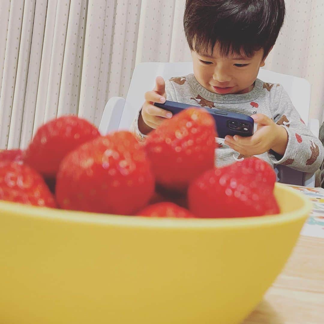 氷浦紫さんのインスタグラム写真 - (氷浦紫Instagram)「買い出しに行った時に 『いちごが食べたいよぉ』と息子に言われパパに買ってもらったいちごさん🍓 ご飯食べたら食べようねって昼間から言っていたのですごく嬉しそうでお写真撮るっていってパパのスマホを借りるてゆー。 直ぐに食べちゃっておかわりっていわれたけどもうないよ〜。  #strawberry#いちご大好き#yummy#fruit #2歳11ヶ月男の子 #おかわりって言われたけど #とちあいか」12月30日 18時55分 - yukalihiula