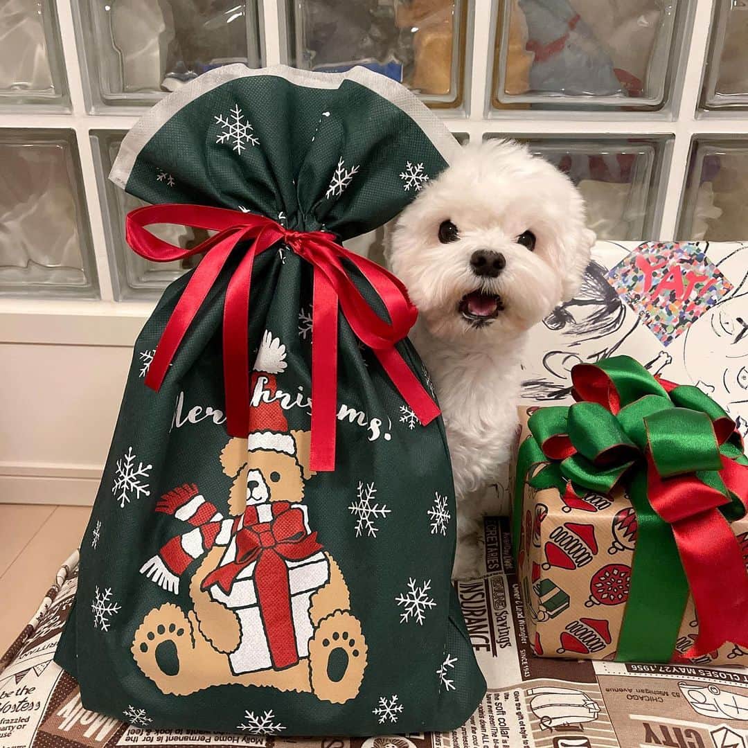 セロリのインスタグラム：「【いくらへのクリスマスプレゼント】 遅くなりましたが、いくらへのクリスマスプレゼントを紹介します。 奥さんからは可愛いおもちゃボックス＆可愛い毛布。 あと、僕からは「alice house」さんで購入したおやつと、また違うお店で購入したクッキー。 僕からのプレゼントは、他にもまだあるんだけど・・・。 まだ内緒(笑) そのうちわかりますからっ。 いよいよ明日は大晦日。 今年最後の投稿をさせていただく予定です。 #maltese #マルチーズ #クリスマスプレゼント #malteseofinstagram #maltese101 #malteser #malteseofficial #maltesedog #dog #instadog #dogstagram #dogoftheday #doglovers #instapet #adorable #ilovemydog  #ペット #わんこ #ふわもこ部 #犬のいる暮らし #いぬら部  #いぬすたぐらむ #イッヌ」