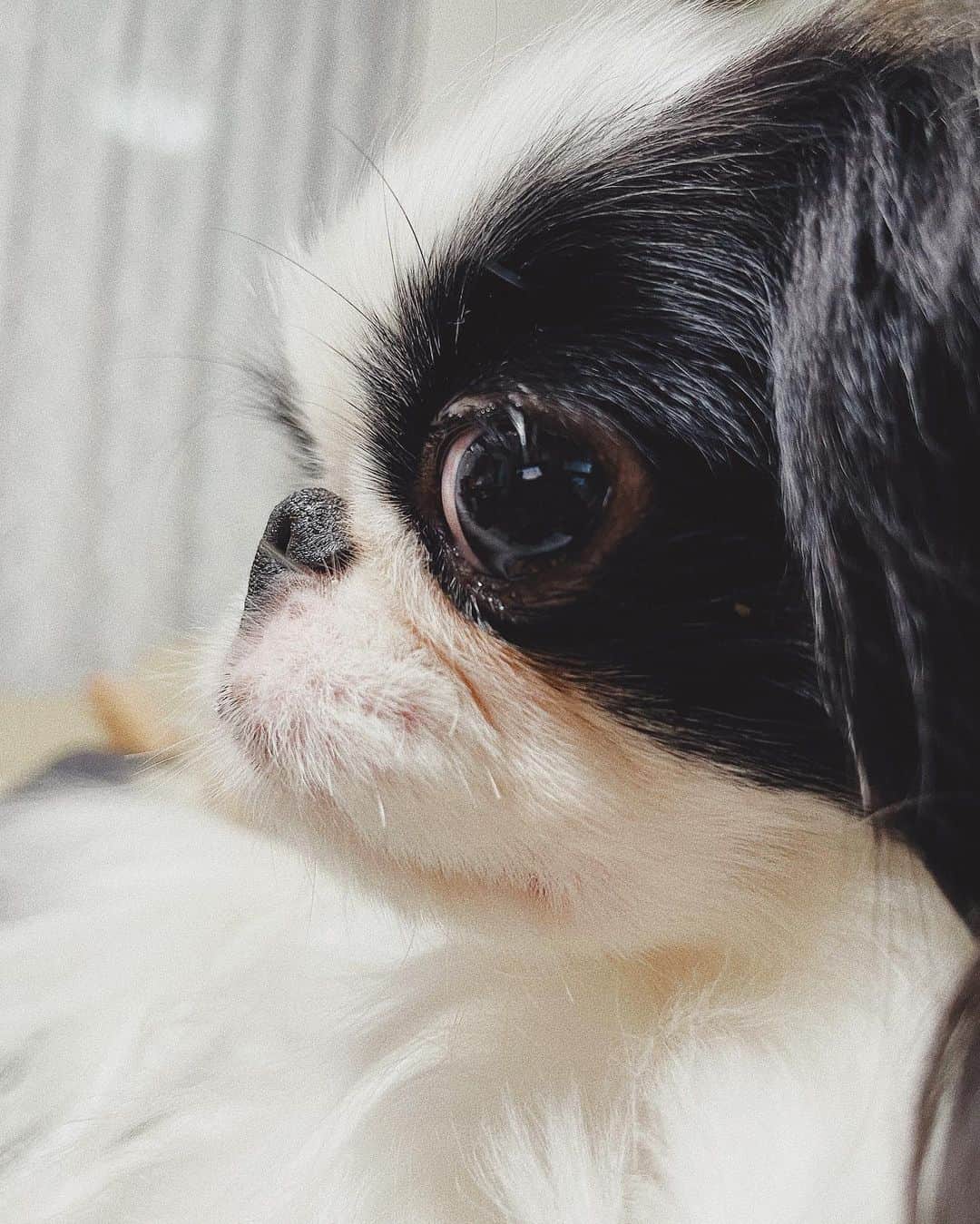 juntowaのインスタグラム：「ぺちゃの横顔。#鼻#めり込んでる」
