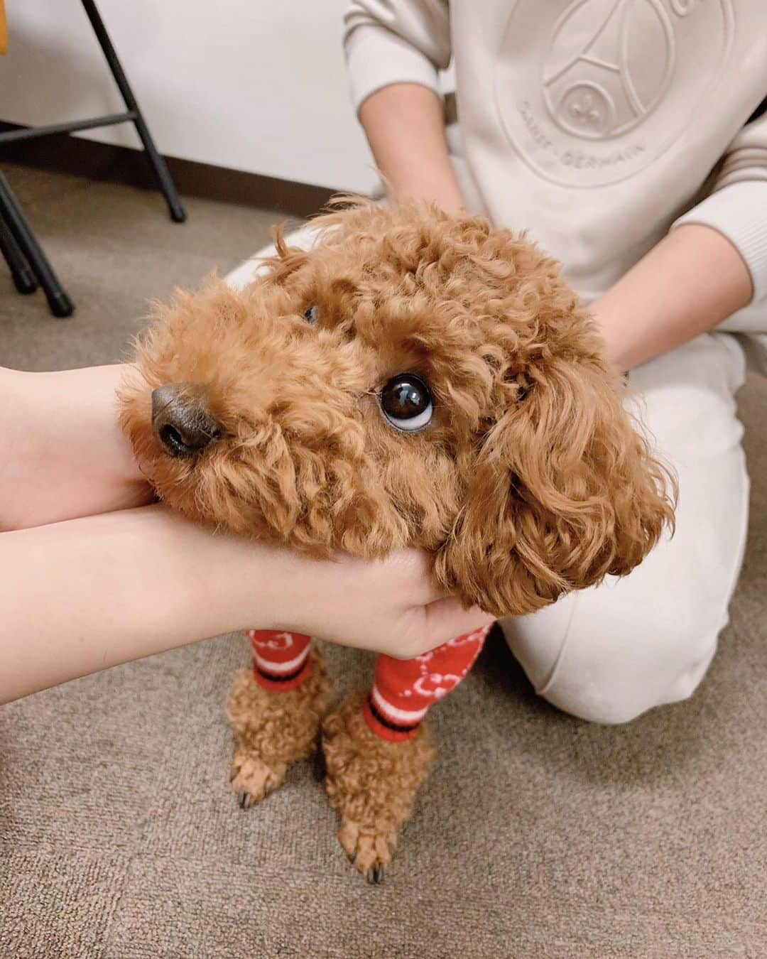 石田安奈さんのインスタグラム写真 - (石田安奈Instagram)「久しぶりの犬の整体🐶❤️ 今年最後に行ってきました🐶  ラッキーは 左右の骨盤の位置を矯正しました。 日頃の癖もあり、尻尾の位置が下がってくるので、骨盤の矯正だけ入れてあります。  リッチくんの場合は、まだ６ヶ月目のパピーなので背骨、お尻の矯正のみかけてもらいました❤️ 身体の芯は骨盤と背骨です。 矯正する事により、筋肉の位置も本来の位置に戻るみたい❤️ それで、筋肉の使い方を覚えてそのいい癖をつけていけば、自ずと強靭な身体を維持できるみたい❤️ 動物も人間同様、筋肉、骨、神経があるわけだから本当ペットには長生きして欲しいので定期的に見てもらってます😊 喋れないペットの不調を少しでも感じ取れるように🥺 かなりの親バカですが大事な命ですから🐶🖤  #犬 #犬のいる暮らし  #いぬすたぐらむ ＃痙攣　＃整体　＃犬の整体　#形成不正　#老犬　＃呼吸器系 #免疫力アップ  #マッサージ　#ヘルニア　#整形不正　＃ミニピン　#ミニチュアピンシャー　#トイプードル #といぷーどる部  #トイプードル男の子」12月30日 19時29分 - annaishida_0527