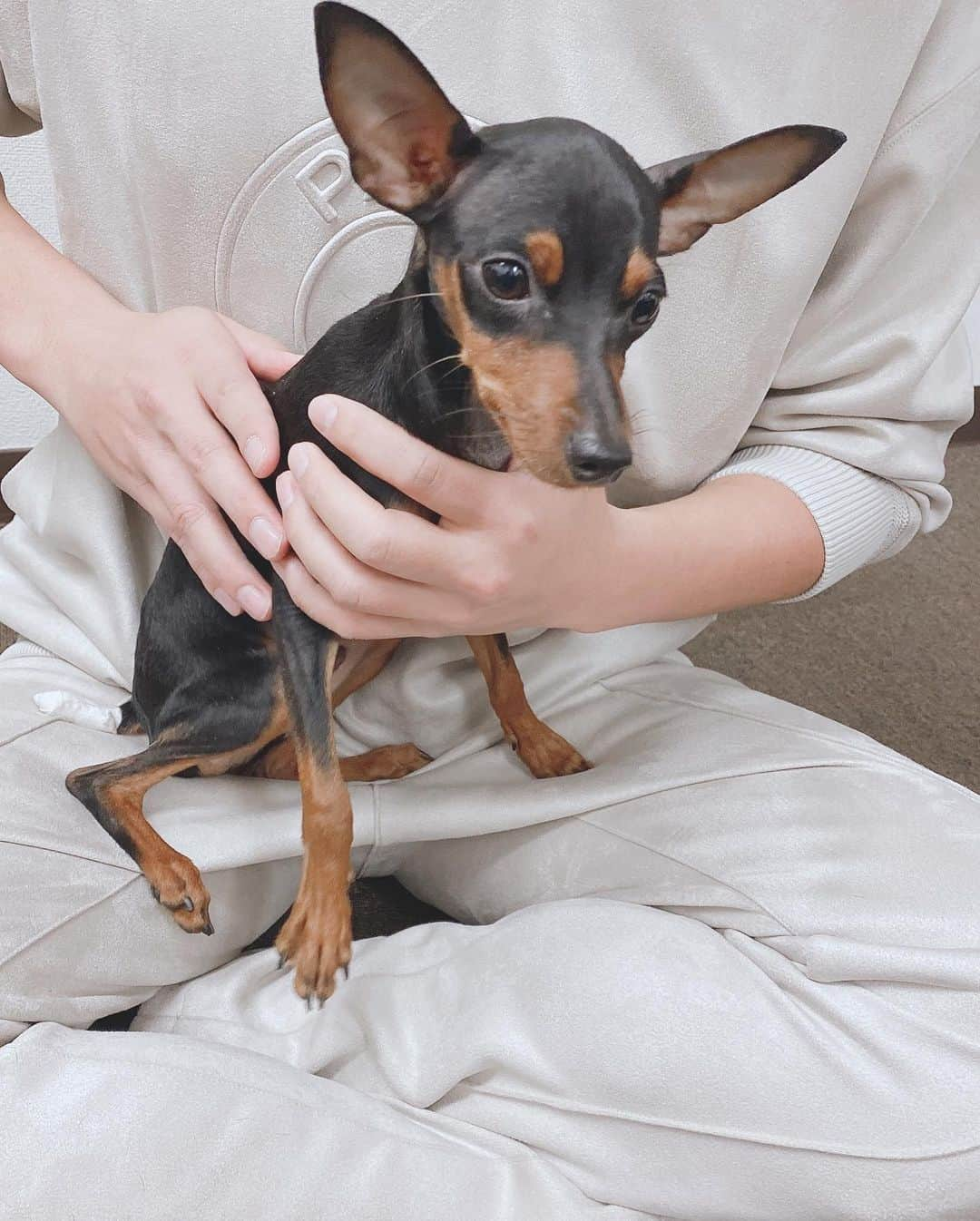 石田安奈さんのインスタグラム写真 - (石田安奈Instagram)「久しぶりの犬の整体🐶❤️ 今年最後に行ってきました🐶  ラッキーは 左右の骨盤の位置を矯正しました。 日頃の癖もあり、尻尾の位置が下がってくるので、骨盤の矯正だけ入れてあります。  リッチくんの場合は、まだ６ヶ月目のパピーなので背骨、お尻の矯正のみかけてもらいました❤️ 身体の芯は骨盤と背骨です。 矯正する事により、筋肉の位置も本来の位置に戻るみたい❤️ それで、筋肉の使い方を覚えてそのいい癖をつけていけば、自ずと強靭な身体を維持できるみたい❤️ 動物も人間同様、筋肉、骨、神経があるわけだから本当ペットには長生きして欲しいので定期的に見てもらってます😊 喋れないペットの不調を少しでも感じ取れるように🥺 かなりの親バカですが大事な命ですから🐶🖤  #犬 #犬のいる暮らし  #いぬすたぐらむ ＃痙攣　＃整体　＃犬の整体　#形成不正　#老犬　＃呼吸器系 #免疫力アップ  #マッサージ　#ヘルニア　#整形不正　＃ミニピン　#ミニチュアピンシャー　#トイプードル #といぷーどる部  #トイプードル男の子」12月30日 19時29分 - annaishida_0527