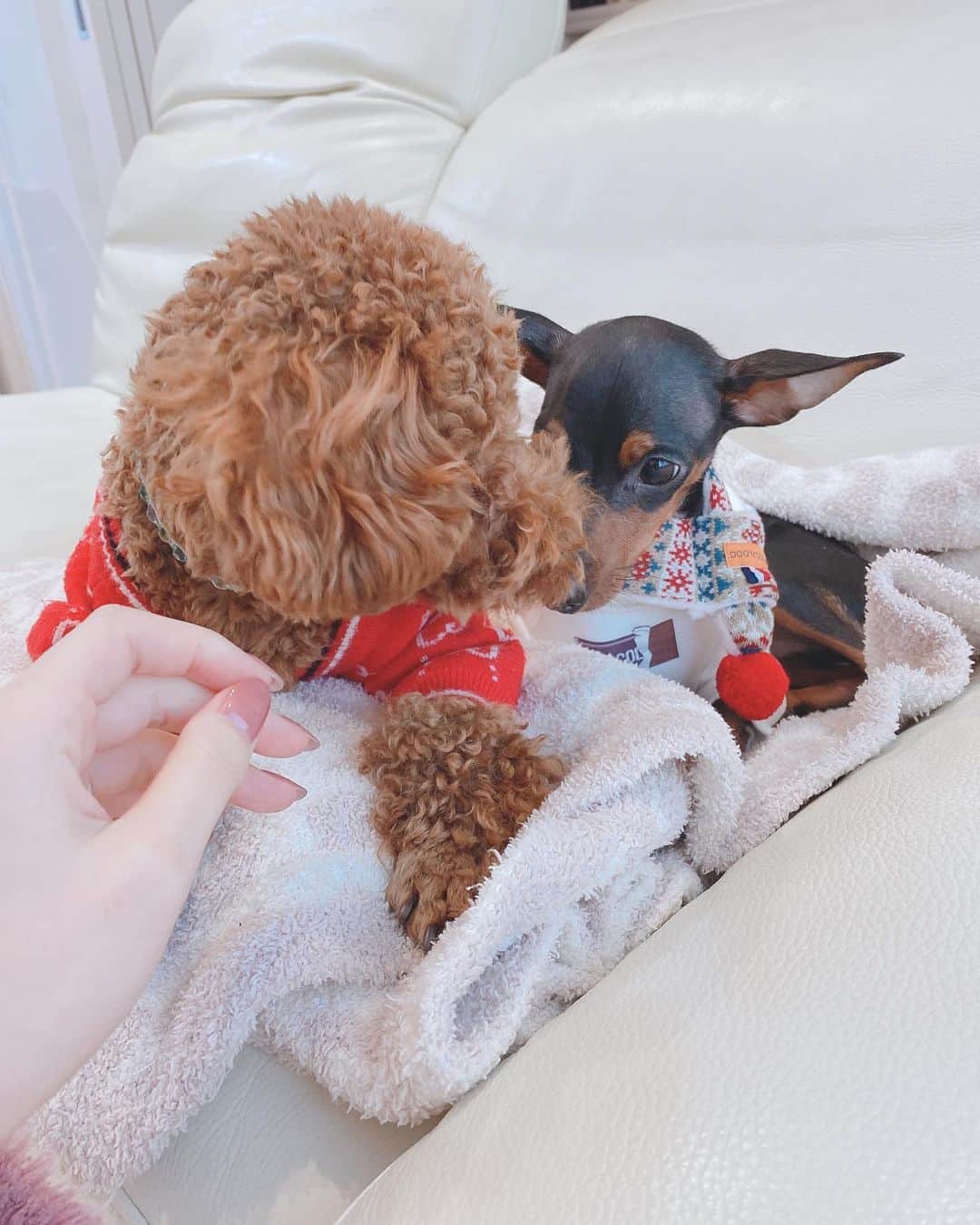 石田安奈のインスタグラム：「久しぶりの犬の整体🐶❤️ 今年最後に行ってきました🐶  ラッキーは 左右の骨盤の位置を矯正しました。 日頃の癖もあり、尻尾の位置が下がってくるので、骨盤の矯正だけ入れてあります。  リッチくんの場合は、まだ６ヶ月目のパピーなので背骨、お尻の矯正のみかけてもらいました❤️ 身体の芯は骨盤と背骨です。 矯正する事により、筋肉の位置も本来の位置に戻るみたい❤️ それで、筋肉の使い方を覚えてそのいい癖をつけていけば、自ずと強靭な身体を維持できるみたい❤️ 動物も人間同様、筋肉、骨、神経があるわけだから本当ペットには長生きして欲しいので定期的に見てもらってます😊 喋れないペットの不調を少しでも感じ取れるように🥺 かなりの親バカですが大事な命ですから🐶🖤  #犬 #犬のいる暮らし  #いぬすたぐらむ ＃痙攣　＃整体　＃犬の整体　#形成不正　#老犬　＃呼吸器系 #免疫力アップ  #マッサージ　#ヘルニア　#整形不正　＃ミニピン　#ミニチュアピンシャー　#トイプードル #といぷーどる部  #トイプードル男の子」