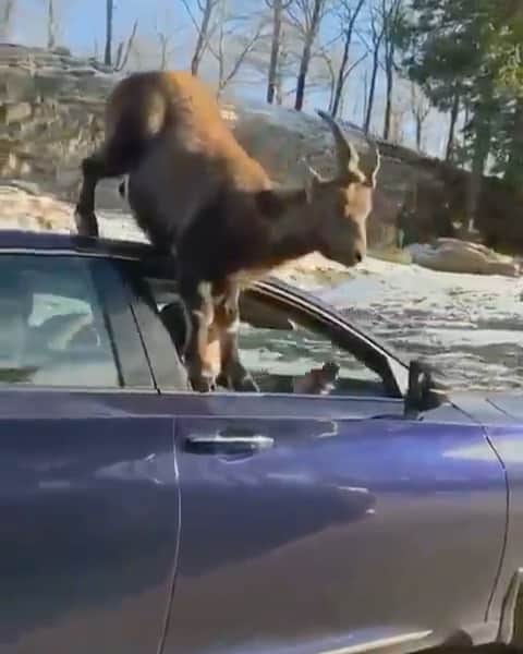 WildLifeのインスタグラム：「Woah, Goat in car! 🙄 . By: @tstone.1」