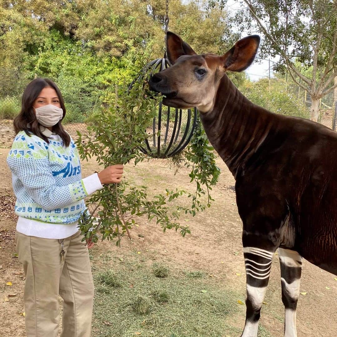 San Diego Zooさんのインスタグラム写真 - (San Diego ZooInstagram)「Thanks to everyone who entered into our @AlaskaAir sweepstakes. ✈️ @AlaskaAir randomly selected one lucky winner to receive free air travel, in addition to two of our wildlife care specialists!  Congrats to Jazmin and Vickie, and thanks to our partners in conservation for recognizing that the dedication of our staff and supporters is essential in getting us through this difficult time. 💚」12月31日 5時32分 - sandiegozoo