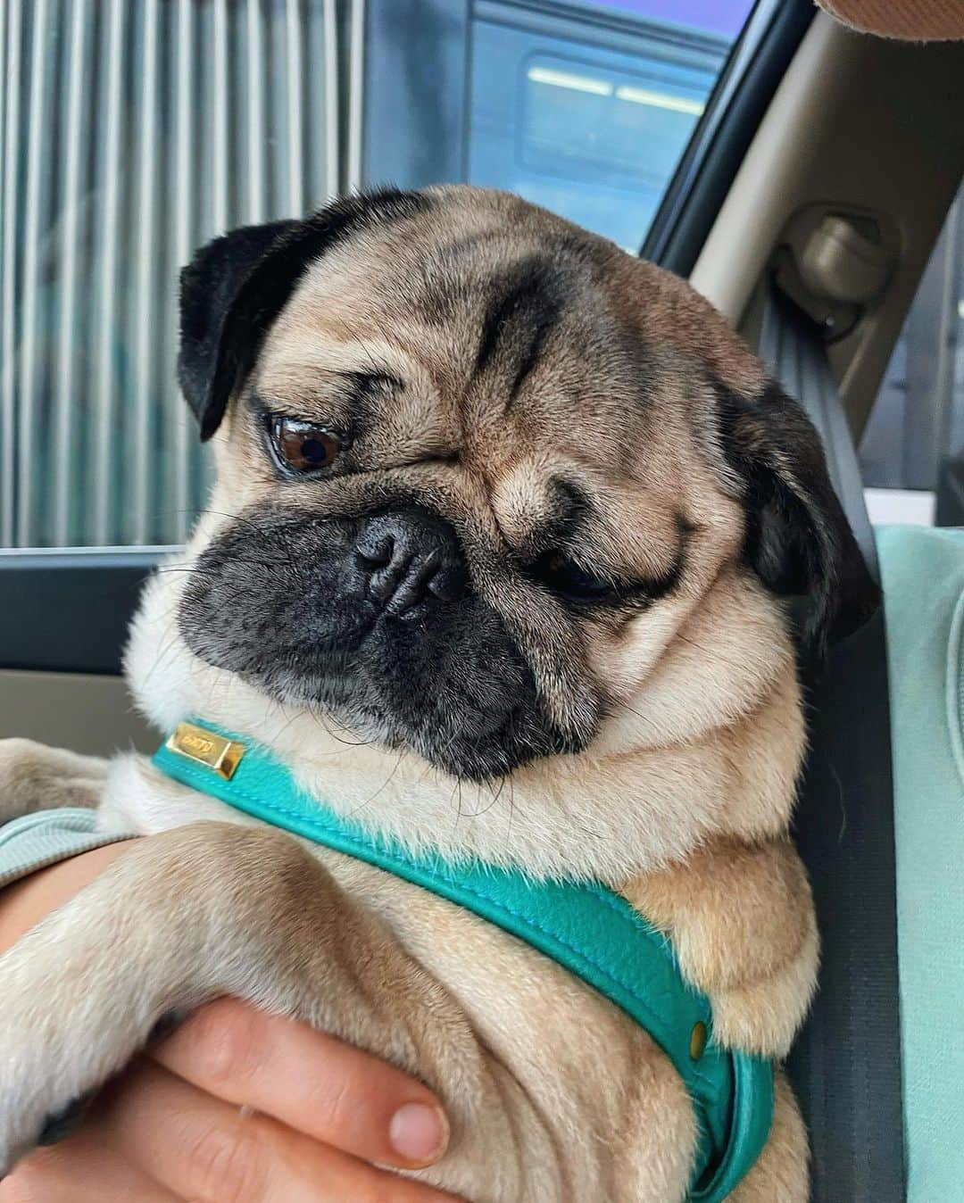 itsdougthepugさんのインスタグラム写真 - (itsdougthepugInstagram)「“I am baby when I want to be” -Doug」12月31日 5時42分 - itsdougthepug