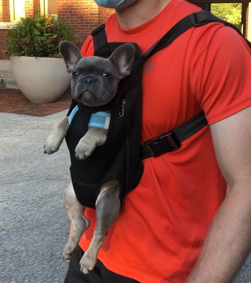 French Bulldogさんのインスタグラム写真 - (French BulldogInstagram)「Walkies in my Frenchie World® Dog Carrier Backpack 🎒🎒🎒 Exclusive in @frenchie.world shop 🛍🛍🛍 👉 LINK IN BIO 🔝 Via @sophieinthacity . . . . . #frenchbulldog #french_bulldogs #frenchie #frenchies #frenchieworld #frenchbulldoglife #frenchbulldoglove #frenchiesofinstagram #frenchie_photos #frenchielove #frenchielovers #frenchiemagazine #ブヒブヒ倶楽部公式 #フレンチブルドッグ #フレンチブルドッグパイド #フレンチブルドッグブリンドル #多頭飼い #犬服 #犬服ハンドメイド #どんぐり帽子 #ベアーボア帽」12月31日 6時13分 - frenchie.world