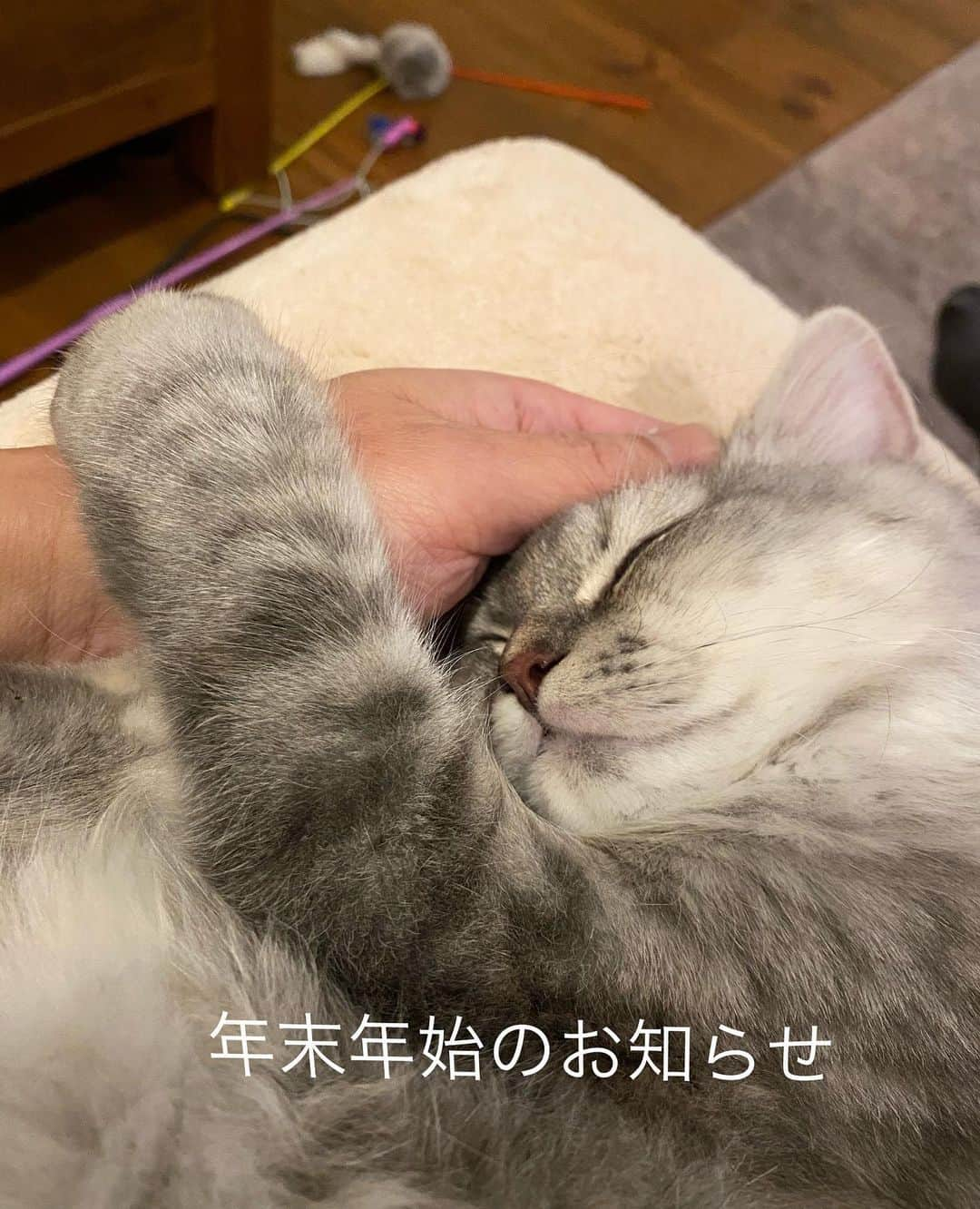 フレンチ工房 神戸さんのインスタグラム写真 - (フレンチ工房 神戸Instagram)「『年末年始休業のお知らせ』  2020.12.29〜2021.1.5まで休業日と  させて頂いています♪  本年も沢山のいいね、フォローあり  がとうございました😊  休み期間中はこむぎとあずきに  癒されてます🥰  皆様良い年をお迎え下さい😃  #フレンチ工房神戸 #ねこのいる生活  #neko #ねこすき　#フレンチスタイル #ラガマフィン　#猫好き」12月30日 21時31分 - frenchkobo