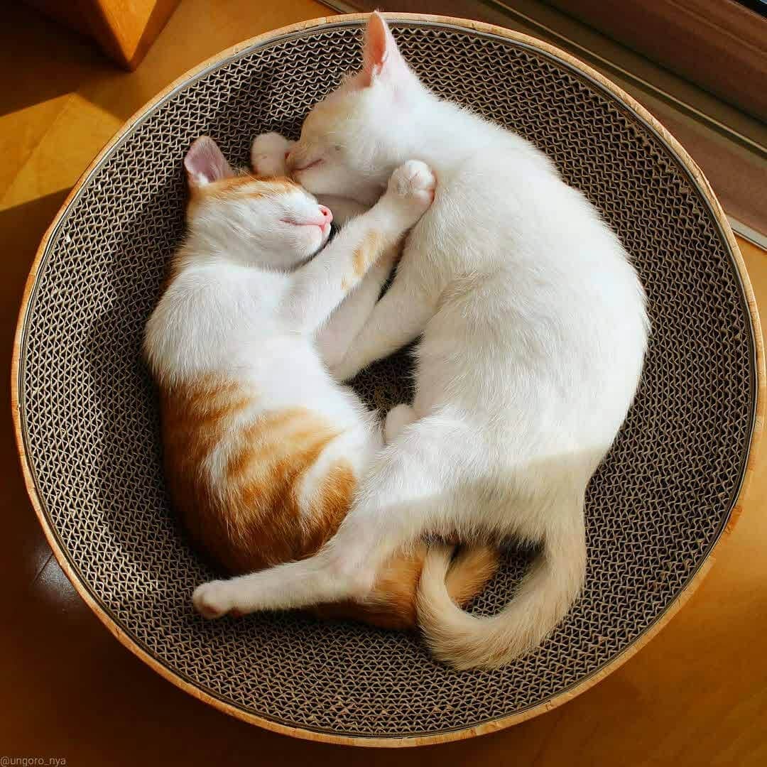 猫壱（ねこいち•ネコイチ）のインスタグラム
