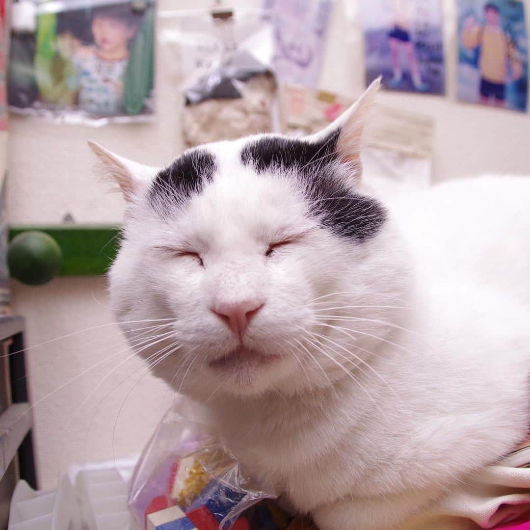 Kachimo Yoshimatsuさんのインスタグラム写真 - (Kachimo YoshimatsuInstagram)「1年前のナナクロ Nanakuro a years ago. Photo:2019.12.30 やっぱりヨウカンさんに似てる。 #うちの猫ら #yohkan #nanakuro #ナナクロ #ヨウカンさん #猫 #ねこ #cat #ネコ #catstagram #ネコ部 http://kachimo.exblog.jp」12月30日 21時34分 - kachimo