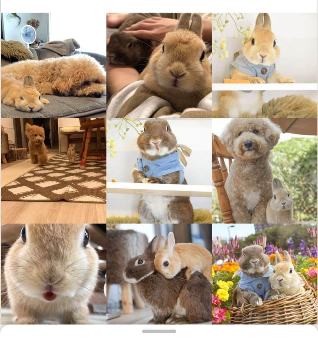 yun.ゆんのインスタグラム：「march.lemon🐻🍋＋cotton.💭 2020.Best9 . Thank you for this year. 🤎💛🧡 I hope next year will be a better year. 🙏✨ Defeat the coronavirus！！！ . . . 今年もマーモントン可愛がってもらいありがとうございました。✨ 出会いも、そして悲しい別れもあり、、色んな気持ちをここで感じさせてもらいました。 . 年明け、春は下のにぃにの受験、コロナの流行… はじめての全ての動きが止まるという自粛の体験。 . 後半は上のにぃにの受験との葛藤。 友人のお子さんがまだ20歳ちょっとの若さでこの世を去るというニュースが入ったり…… 本当に最初から最後まで💦色々と考えさせられた一年でした。。 . . そんなこんなで悪夢もたくさん見ましたが…😂 . マーモントンとうちのマイペースにぃに👬との忙しい毎日で💨年越しを迎えられることをありがたく思いながら… 過ごそうと思います。😌 : :  全てのコメントに返信ができてないと思いますがごめんなさい💦 ストーリーの返信もスタンプでごめんなさい。😅😂 いつもマーモントンの事を気にかけてくださる皆さまありがとうございました。 💕💕 . これからも元気でかわいい姿をお届けできたらなぁと思います。🐻🍋💭 来年2021年の年越しは今年と違っていますように…。 コロナに負けるなー！✊✨ . . バムたんママ！できたよ！ ありがと😂💕 ♪ ♪ ♪ #みなさんありがとう  #best9  #うさぎ#ウサギ#ネザーランドドワーフ#ZIP写真部#レモン#ふわもこ部#マーチ#多頭飼い#犬とうさぎ#癒し#犬#dog #rabbits#rabbitsofinstagram #rabbitstagram #petstagram #march#instapet#cutepetclub #instarabbit #bunnies #bunnylove #lapin #pecotv #WeeklyFluff #lemon #netherlanddwarf #dailyflufffeature#pecotv」