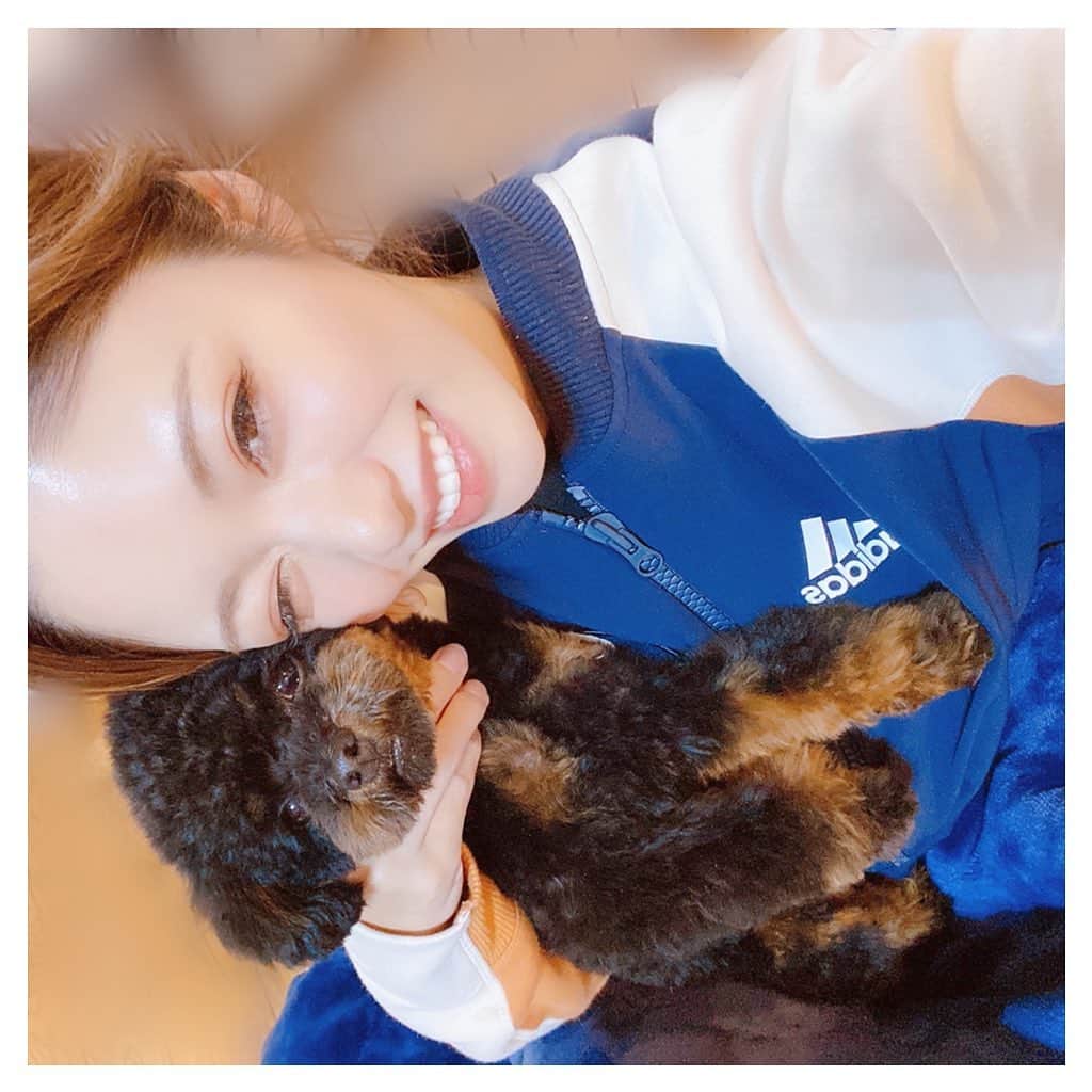 ARIKAのインスタグラム：「実家のわんこ🐶 . あられちゃん🧡 元気すぎるわんぱくちゃん🤣💕 こっち帰ってきてからずっと一緒に寝てる(σω-)。 あげはに温度差ありすぎて拒否られてます。笑 . #実家 #わんこ #小型犬 #ティーカッププードル #可愛い #お正月 #年末 #年末年始の過ごし方 #香川県 #田舎暮らし #workout #makeup #hair #me #girl #swag #l4l #love #selfie #bestoftheday #followme #dog #lovedogs #お洒落さんと繋がりたい」