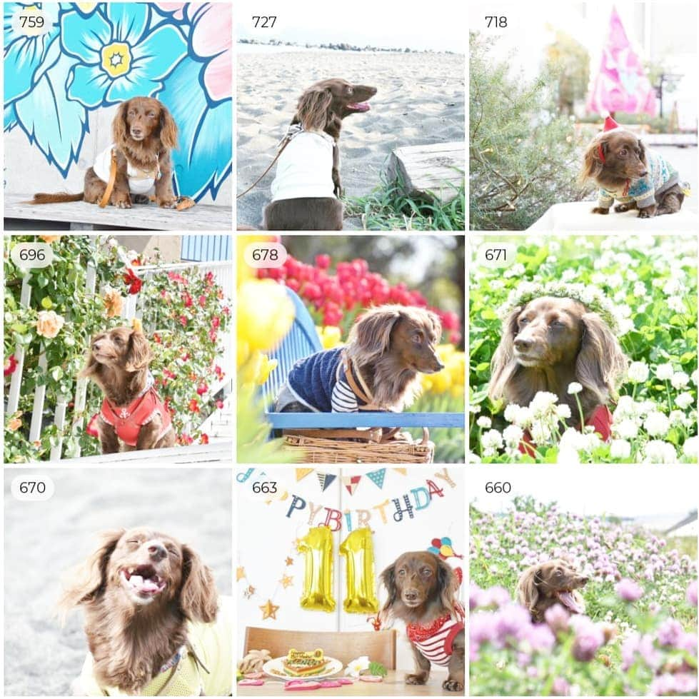 etsukoさんのインスタグラム写真 - (etsukoInstagram)「* 🔔2020 TOP Nine🔔 * * * 🐶💬 『いつも あーちゃんを見守ってくれて  いっぱい いっぱい ありがとうですよ\(*ˊᗜˋ*)/♡』 * * * 2020年… 休業中は 毎日一緒にいられて 嬉しかったかな？ 更に 甘えん坊になってね(笑)  へっぽこ母さんの ストーカーと化したよね(//∇//) そんなAlohaさんも年が明けたら  12歳…。 なんだか 胸が きゅんとなっちゃうよ。 一瞬 一瞬を もっともっと大切にしないとね。 のんびり ゆっくり 一緒に 歩んで行こうね。 * * * いつも いつも こんな拙いgalleryを 見に来て下さって ほんとにほんとに ありがとうございます(❁ᴗ͈ˬᴗ͈)) 来る年が 皆さまと🐶達にとって 穏やかで 幸多き日々となりますように。 * * * #あろまっぷ #アロハのTOPNine2020 #ミニチュアダックスフンド #ミニチュアダックス #ダックスフンド #ダックス #チョコソリッド #チョコソリ #犬のいる暮らし #ありがとう #alohahappy🐶」12月30日 22時23分 - aloha_with_etsuko