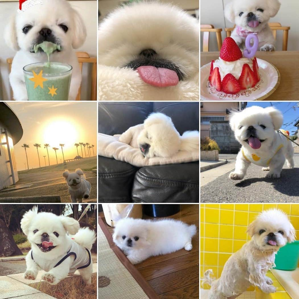 こなつさんのインスタグラム写真 - (こなつInstagram)「2020 こなつ's Best Nine📸✨ 🐶🐶🐶🐶🐶🐶🐶🐶🐶  今年もたくさんのいいね♡ コメントありがとうございました🐶💛  みなさま良いお年をお迎えくださいにーず😘💚  Best wishes for the New Year♡」12月30日 22時37分 - nattsxx