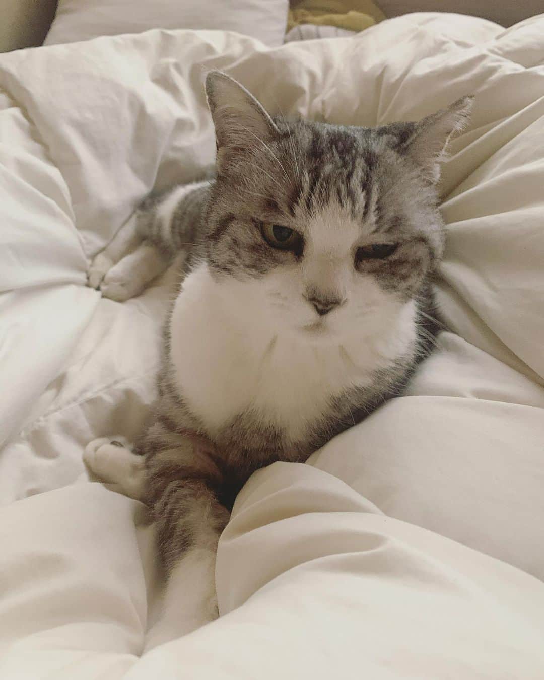 坂本美雨さんのインスタグラム写真 - (坂本美雨Instagram)「来年の抱負は、〈安眠〉ね  #cat #サバ美」12月30日 22時57分 - miu_sakamoto