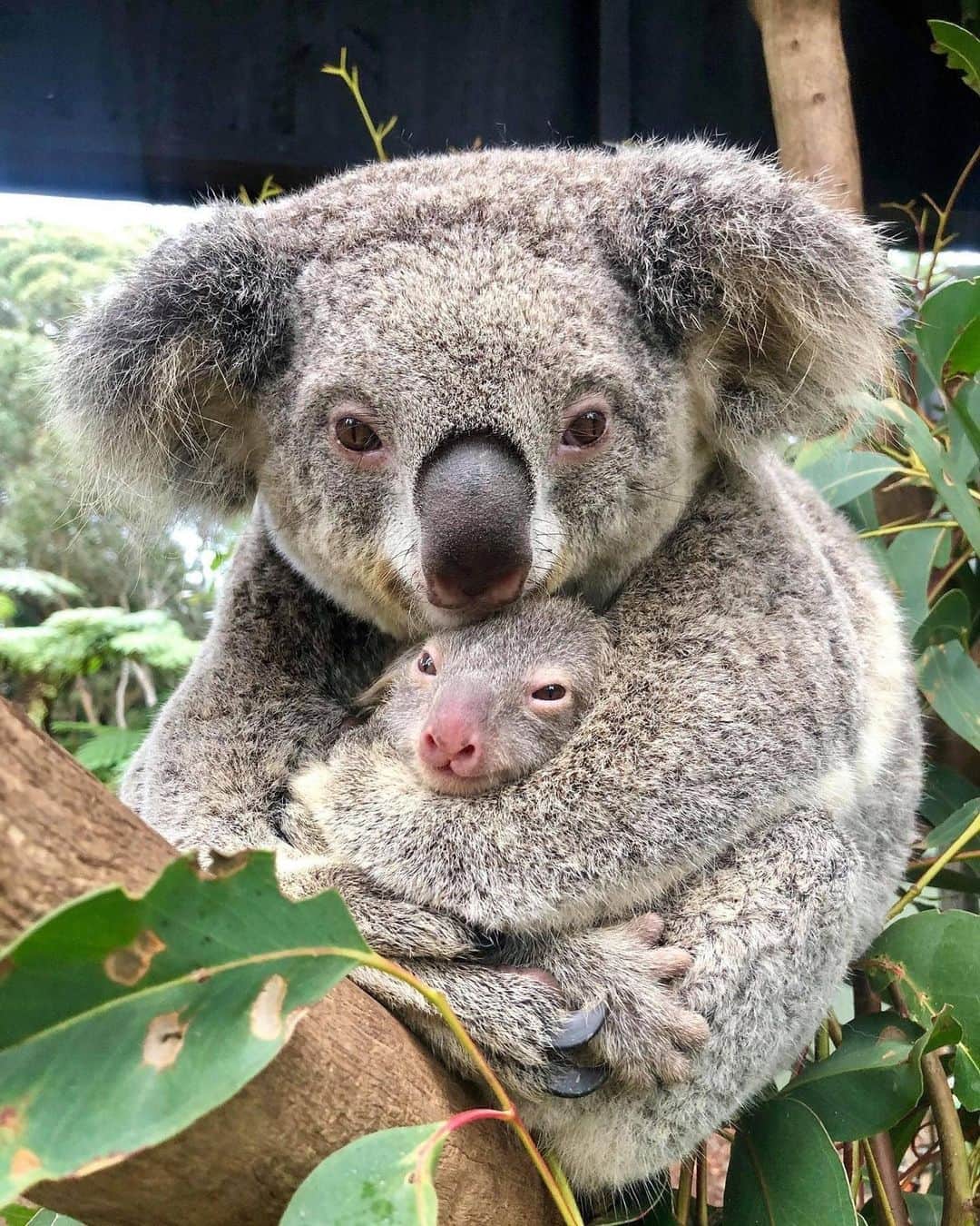 E! Onlineさんのインスタグラム写真 - (E! OnlineInstagram)「Ash was the first koala born at Australian Reptile Park since the tragic Australian bushfires. Ash is a sign of hope for the future of Australia’s native wildlife and was a source of happiness in 2020. ❤️ (📷: @australianreptilepark)」12月30日 23時00分 - enews
