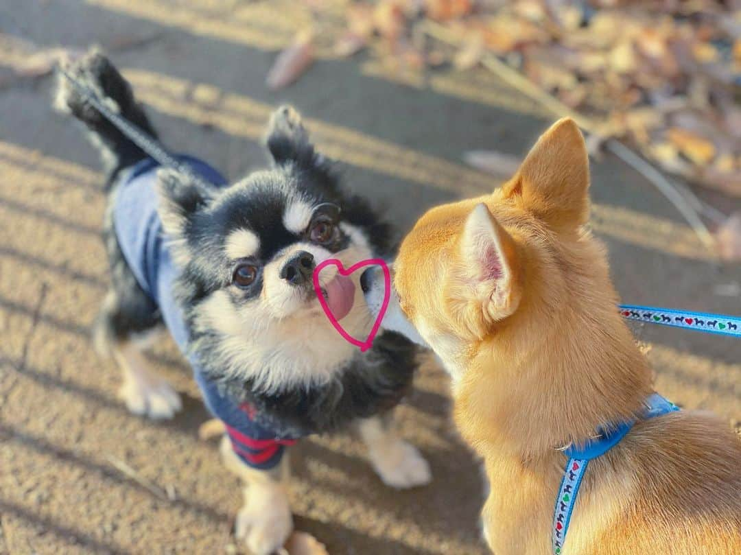 流那(ルナ)さんのインスタグラム写真 - (流那(ルナ)Instagram)「可愛すぎる🐶❤️❤️❤️ ちなみにぼうちゃんはビビリやけど なんとか仲良くなってくれた^_^  ネイルきかれるけど 今回はこのデザイン🥺 シンプルでかわいくしてもらった^_^ありがとうございます😊😊」12月30日 23時15分 - mm_runa