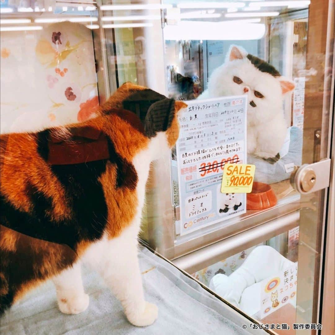 おじさまと猫のインスタグラム