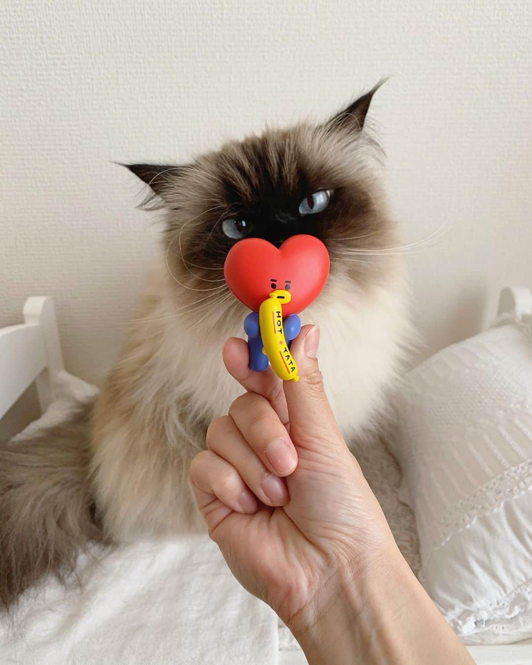 plumeのインスタグラム