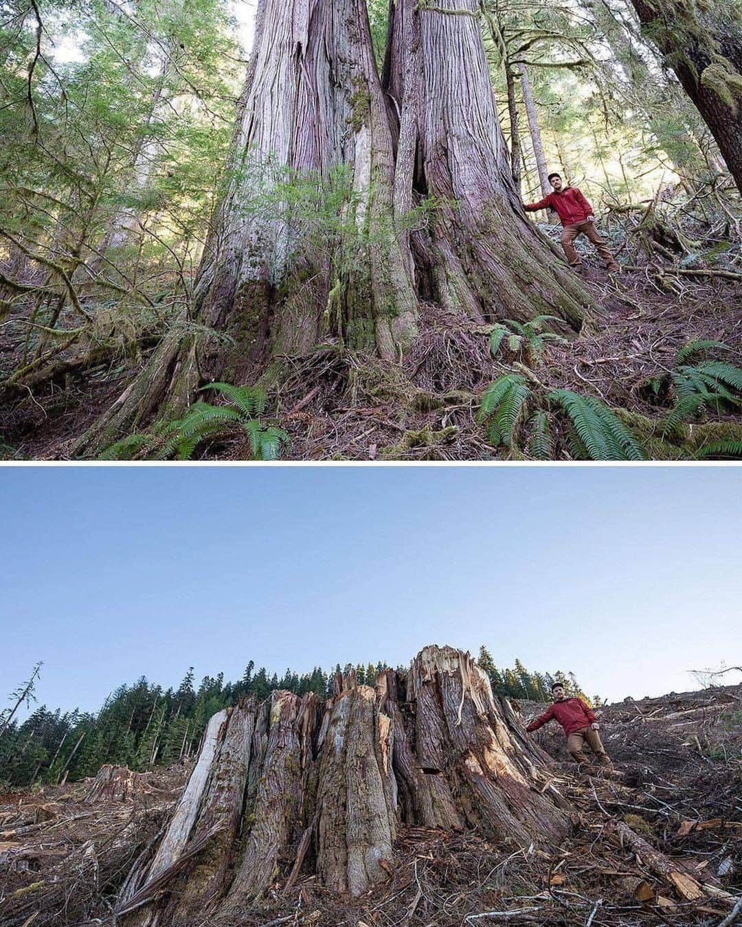 Discover Earthさんのインスタグラム写真 - (Discover EarthInstagram)「⚠️SHARE TO STOP THIS MADNESS RIGHT NOW!⚠️ This is the shocking before-and-after of an old-growth cedar forest, reduced to a sea of giant stumps after 33 football fields of trees were clearcut by logging company Teal-Jones. The towering grove on Ditidaht First Nation Territory on Vancouver Island, BC, Canada was destroyed with approval from British Columbia's NDP government. The trees had been growing for THOUSANDS OF YEARS and it will take another thousand years before we could ever hope to see a forest like this again. Old-growth forests are essential to our planet, but British Columbia is re-logging forests every 30 to 80 years. Please share this with your followers and tag people, celebrities, influencers and news media who need to see it and share it too as we must all work together to hold @johnhorgan4bc  and the @bcndp  accountable for protecting old-growth forests like the before we lose any more to greedy corporations, injuring and killing countless animals and leaving even more animals homeless as a result! Thanks for the heads up @get.waste.ed  #savethetrees #trees #karmagawa #saveourplanet #savethereef #tree  #trees  #forest  #treestagram  #mothernature  #treescape   #discovercanada🇨🇦 with @savethereef  @recoverearth」12月31日 0時00分 - discoverearth