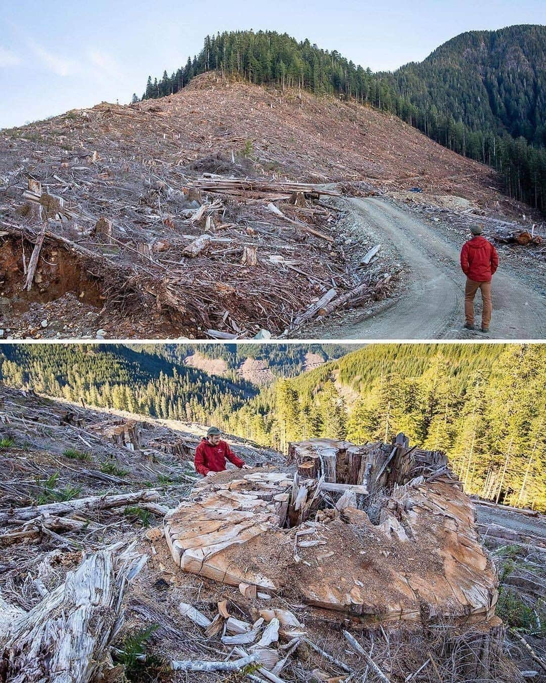 Discover Earthさんのインスタグラム写真 - (Discover EarthInstagram)「⚠️SHARE TO STOP THIS MADNESS RIGHT NOW!⚠️ This is the shocking before-and-after of an old-growth cedar forest, reduced to a sea of giant stumps after 33 football fields of trees were clearcut by logging company Teal-Jones. The towering grove on Ditidaht First Nation Territory on Vancouver Island, BC, Canada was destroyed with approval from British Columbia's NDP government. The trees had been growing for THOUSANDS OF YEARS and it will take another thousand years before we could ever hope to see a forest like this again. Old-growth forests are essential to our planet, but British Columbia is re-logging forests every 30 to 80 years. Please share this with your followers and tag people, celebrities, influencers and news media who need to see it and share it too as we must all work together to hold @johnhorgan4bc  and the @bcndp  accountable for protecting old-growth forests like the before we lose any more to greedy corporations, injuring and killing countless animals and leaving even more animals homeless as a result! Thanks for the heads up @get.waste.ed  #savethetrees #trees #karmagawa #saveourplanet #savethereef #tree  #trees  #forest  #treestagram  #mothernature  #treescape   #discovercanada🇨🇦 with @savethereef  @recoverearth」12月31日 0時00分 - discoverearth