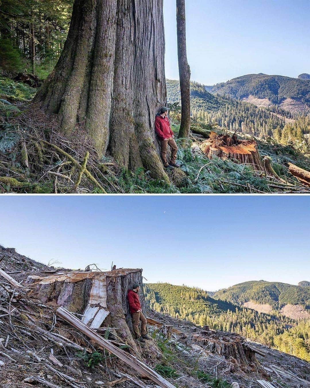 Discover Earthさんのインスタグラム写真 - (Discover EarthInstagram)「⚠️SHARE TO STOP THIS MADNESS RIGHT NOW!⚠️ This is the shocking before-and-after of an old-growth cedar forest, reduced to a sea of giant stumps after 33 football fields of trees were clearcut by logging company Teal-Jones. The towering grove on Ditidaht First Nation Territory on Vancouver Island, BC, Canada was destroyed with approval from British Columbia's NDP government. The trees had been growing for THOUSANDS OF YEARS and it will take another thousand years before we could ever hope to see a forest like this again. Old-growth forests are essential to our planet, but British Columbia is re-logging forests every 30 to 80 years. Please share this with your followers and tag people, celebrities, influencers and news media who need to see it and share it too as we must all work together to hold @johnhorgan4bc  and the @bcndp  accountable for protecting old-growth forests like the before we lose any more to greedy corporations, injuring and killing countless animals and leaving even more animals homeless as a result! Thanks for the heads up @get.waste.ed  #savethetrees #trees #karmagawa #saveourplanet #savethereef #tree  #trees  #forest  #treestagram  #mothernature  #treescape   #discovercanada🇨🇦 with @savethereef  @recoverearth」12月31日 0時00分 - discoverearth