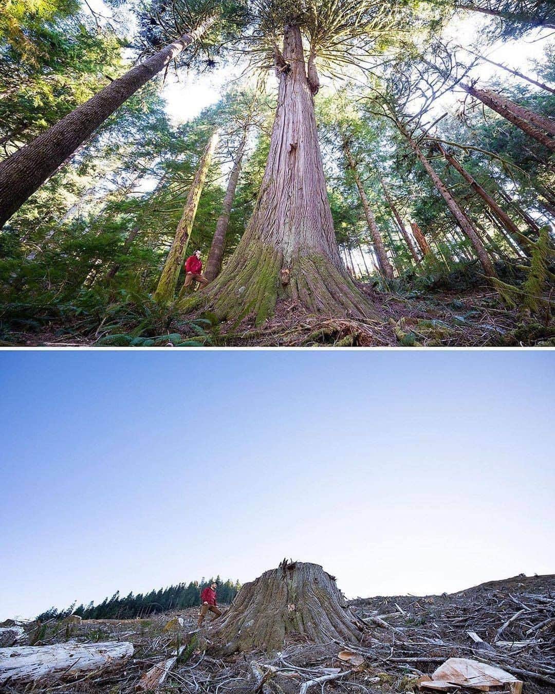 Discover Earthさんのインスタグラム写真 - (Discover EarthInstagram)「⚠️SHARE TO STOP THIS MADNESS RIGHT NOW!⚠️ This is the shocking before-and-after of an old-growth cedar forest, reduced to a sea of giant stumps after 33 football fields of trees were clearcut by logging company Teal-Jones. The towering grove on Ditidaht First Nation Territory on Vancouver Island, BC, Canada was destroyed with approval from British Columbia's NDP government. The trees had been growing for THOUSANDS OF YEARS and it will take another thousand years before we could ever hope to see a forest like this again. Old-growth forests are essential to our planet, but British Columbia is re-logging forests every 30 to 80 years. Please share this with your followers and tag people, celebrities, influencers and news media who need to see it and share it too as we must all work together to hold @johnhorgan4bc  and the @bcndp  accountable for protecting old-growth forests like the before we lose any more to greedy corporations, injuring and killing countless animals and leaving even more animals homeless as a result! Thanks for the heads up @get.waste.ed  #savethetrees #trees #karmagawa #saveourplanet #savethereef #tree  #trees  #forest  #treestagram  #mothernature  #treescape   #discovercanada🇨🇦 with @savethereef  @recoverearth」12月31日 0時00分 - discoverearth