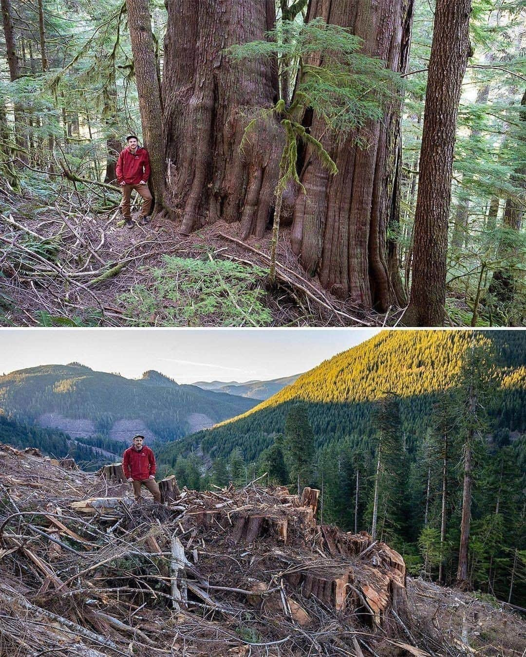 Discover Earthさんのインスタグラム写真 - (Discover EarthInstagram)「⚠️SHARE TO STOP THIS MADNESS RIGHT NOW!⚠️ This is the shocking before-and-after of an old-growth cedar forest, reduced to a sea of giant stumps after 33 football fields of trees were clearcut by logging company Teal-Jones. The towering grove on Ditidaht First Nation Territory on Vancouver Island, BC, Canada was destroyed with approval from British Columbia's NDP government. The trees had been growing for THOUSANDS OF YEARS and it will take another thousand years before we could ever hope to see a forest like this again. Old-growth forests are essential to our planet, but British Columbia is re-logging forests every 30 to 80 years. Please share this with your followers and tag people, celebrities, influencers and news media who need to see it and share it too as we must all work together to hold @johnhorgan4bc  and the @bcndp  accountable for protecting old-growth forests like the before we lose any more to greedy corporations, injuring and killing countless animals and leaving even more animals homeless as a result! Thanks for the heads up @get.waste.ed  #savethetrees #trees #karmagawa #saveourplanet #savethereef #tree  #trees  #forest  #treestagram  #mothernature  #treescape   #discovercanada🇨🇦 with @savethereef  @recoverearth」12月31日 0時00分 - discoverearth