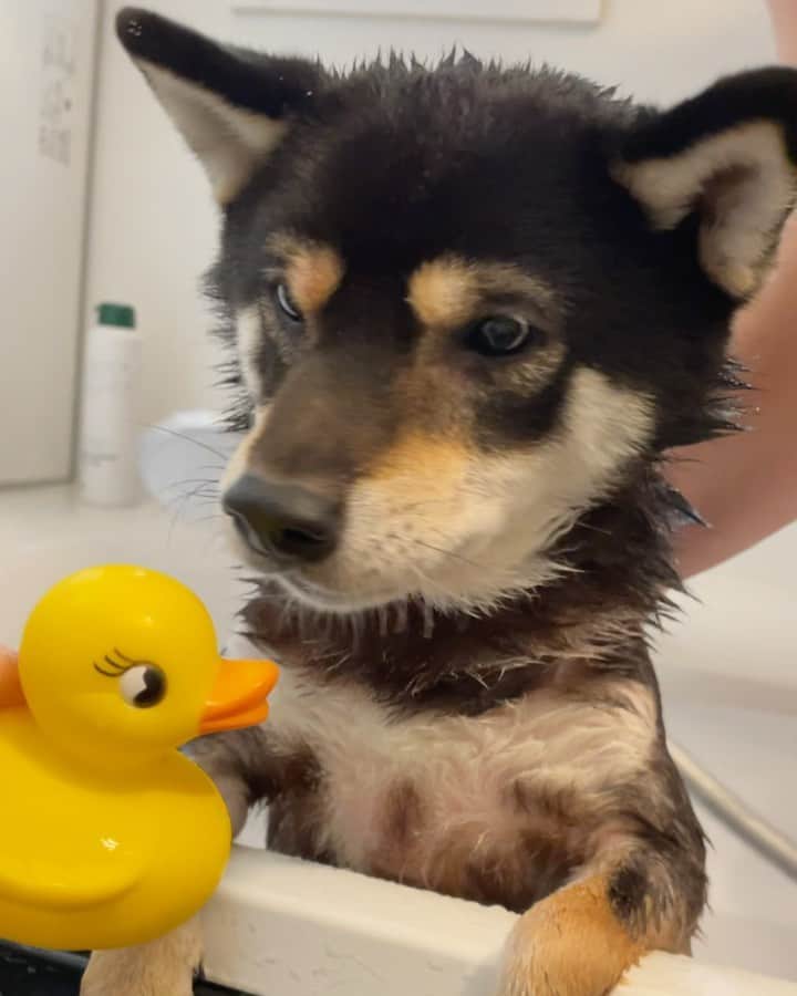 まめ丸のインスタグラム：「* * だいすきなアヒルさん🐤にはげまされながら だいきらいなおフロ🛁にはいるぼく…🐶 #まめ丸おふろ * I hate taking a bath🐶🧴 * #おフロきらいなんだけど #アヒルさんにつられていつもお風呂場はいっちゃうの🐶💦 * #柴犬#豆柴#柴#黒柴#犬#しばいぬ#shiba#shibainu#shibastagram#shibadog#puppy#instadog#dogstagram#dog#instashiba#blackshiba#petstagram#pet#cutepetclub#강아지#멍스타그램#boopthesnoot#doglover#ilovemydog#weeklyfluff」