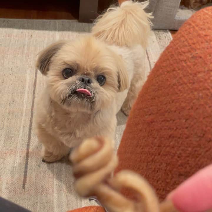 Dougie the Shih Tzuのインスタグラム：「Give It: The Movie」