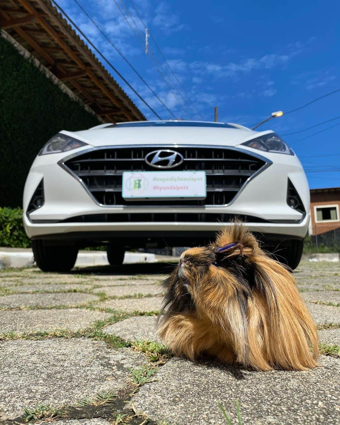 Bobさんのインスタグラム写真 - (BobInstagram)「Quem quer dar uma voltinha de @hyundaibr com o Ziggy?!  Nosso companheiro da vez é o HB20 Diamond Plus! Estão achando que só B&M aproveitariam o rolê de carro?😄 . @hyundaibr  Patrocinadora do @olapet.friendly  . #HyundaiPets  #ExpediçõesOlaPet . #petlovers #petsofinstagram #hb20 #hyundai #olapetfriendly #dogs #dogslovers #dogsofinstagram #instagramers #vejasp #animalsofinstagram #goldenretriever」12月31日 0時18分 - bob_marley_goldenretriever