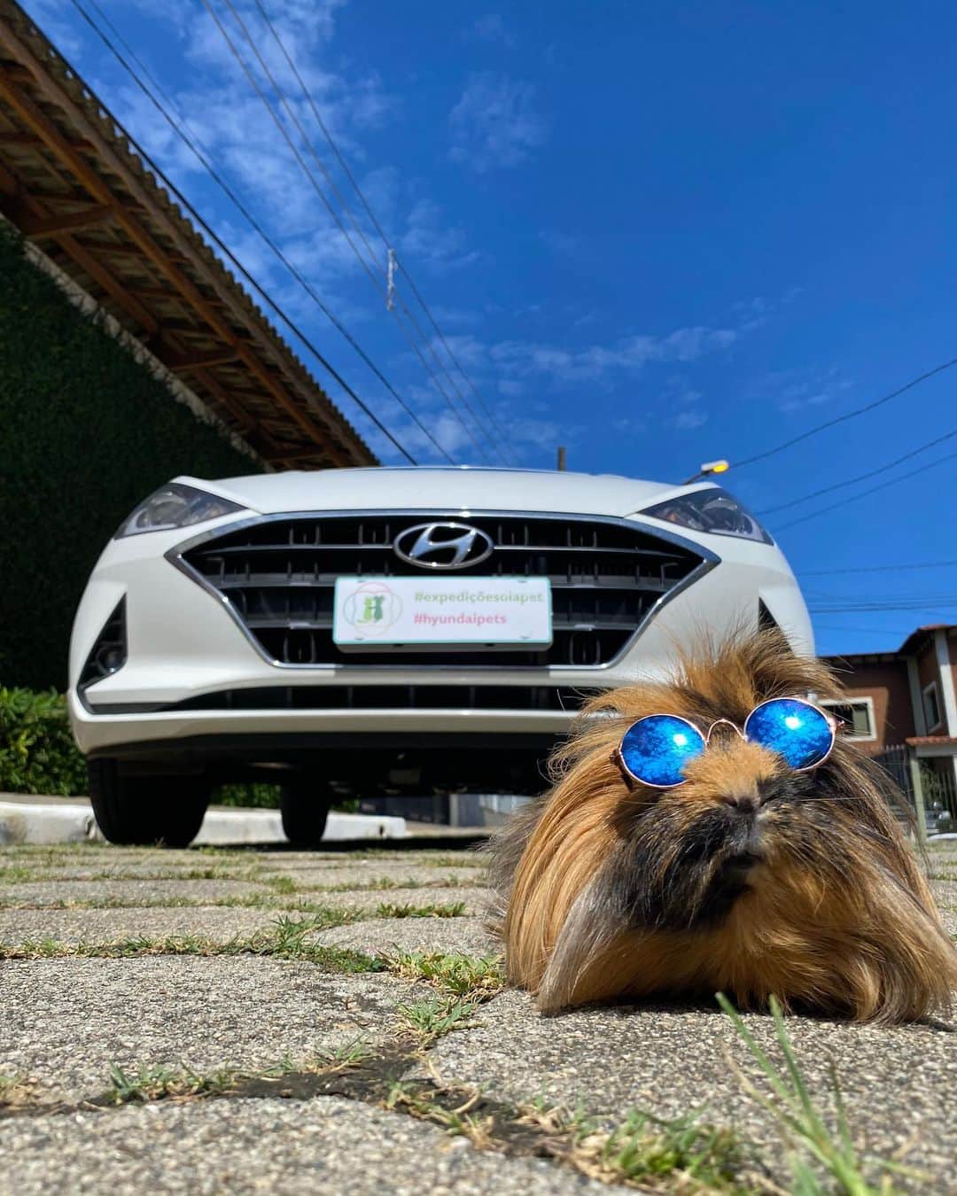 Bobのインスタグラム：「Quem quer dar uma voltinha de @hyundaibr com o Ziggy?!  Nosso companheiro da vez é o HB20 Diamond Plus! Estão achando que só B&M aproveitariam o rolê de carro?😄 . @hyundaibr  Patrocinadora do @olapet.friendly  . #HyundaiPets  #ExpediçõesOlaPet . #petlovers #petsofinstagram #hb20 #hyundai #olapetfriendly #dogs #dogslovers #dogsofinstagram #instagramers #vejasp #animalsofinstagram #goldenretriever」