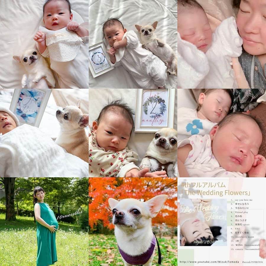 巴田みず希のインスタグラム：「2020年の #bestnine ✨ ・ もっぱら次女と小晴くんでした😂✨ ・ 皆様沢山のいいね👍 本当にありがとうございました😊✨ ・ YouTubeのチャンネル登録やコメントも沢山もらえて本当に嬉しい一年でした✨ ・ 来年もまた色々投稿させていただきたいです。 ・ よろしくお願い致します。 ・ 皆様、どうぞ良いお年をお迎えください〜😆❣️ ・ ・ ・ #bestnine2020 #ベストナイン2020 #第二子出産 #二歳差育児 #姉妹ママ #youtuber #youtubechannel #チワワと赤ちゃんのいる暮らし #赤ちゃんと犬のいる生活 #babyandchihuahua #babyanddog #月齢フォト #結婚式bgm」