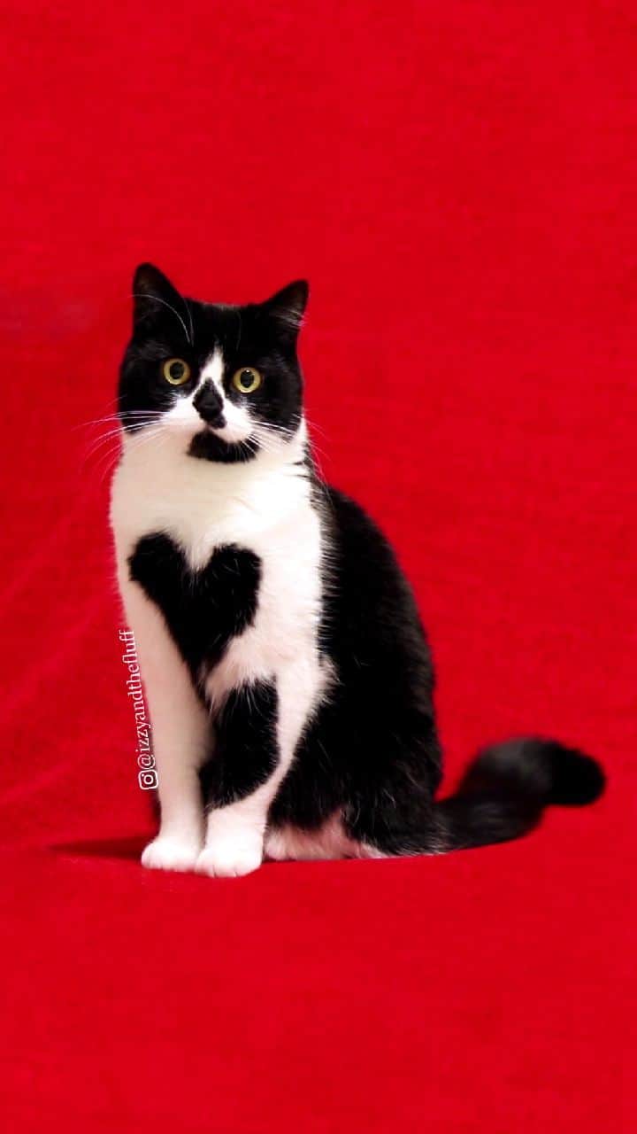 Zoe & Izzyのインスタグラム：「Now and forever. ❤️ . . .  #firstreel #reels #reelsvideo #instagramreels #reelsofinstagram #love #heart #cat #cats #catsofinstagram #weeklyfluff #philcollins #youllbeinmyheart #kat #katze #gato #chat #kucing #kawaii #cute #heartcat #kitten #kitty #tuxedocat #heartsinnature #instacat #purr #petsagram #feline #ilovemycat」