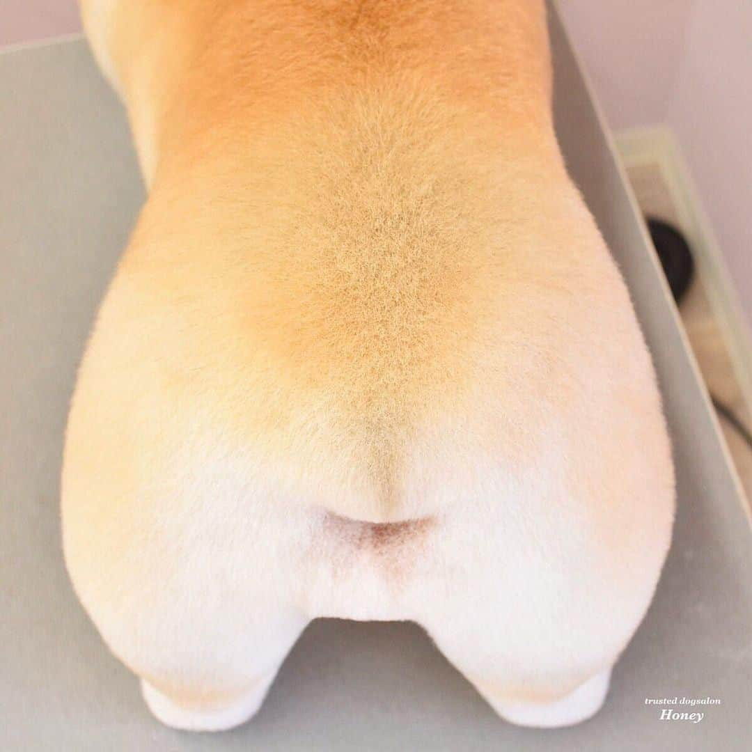 8crapさんのインスタグラム写真 - (8crapInstagram)「Pawfection 👌🏻 - 📷 @dogsalon_honey - #barked #dog #doggo #Corgi」12月31日 1時00分 - barked