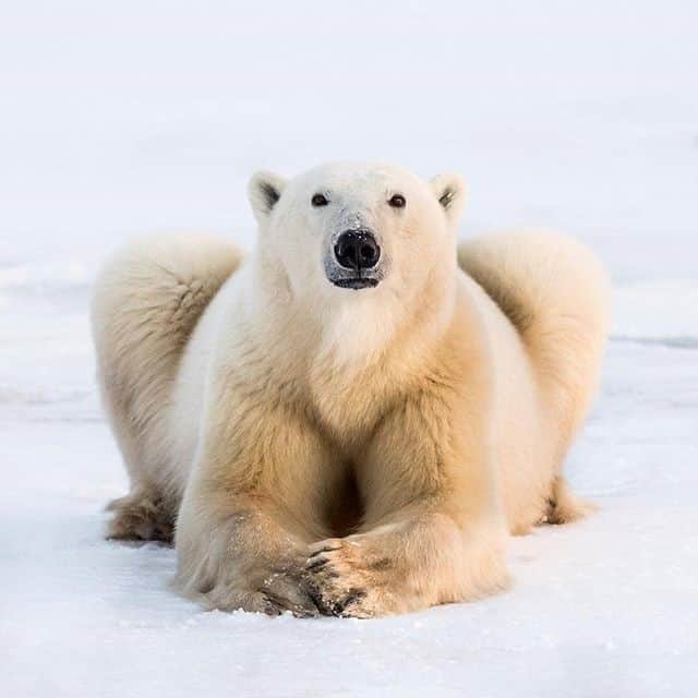 Explore Canadaのインスタグラム：「“Spending time with Hudson Bay polar bears was beyond a privilege... but to walk with them? I'm still lost for words. Massive thank you to the legendary guides Derek, Paul, and Emri at @churchillwildsafaris for sharing their wisdom and knowledge that makes it possible.” If seeing polar bears is also a dream of yours, plan a trip to Churchill, Manitoba, between July and November. ⁠ ⁠ #ExploreCanada ⁠#CanadaNice⁠ ⁠ 📷 & words : @Georgetheexplorer ⁠ 📍: @travelmanitoba」
