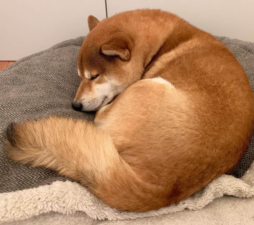 ?Fricko the Shiba Inu?のインスタグラム：「Found a tiny fox!🦊  🐾 🐾 🐾 #Fricko #🐶 #☀️ #shiba #shibainu #dog #柴犬 #赤柴  #adorable #shibaholics  #dogoftheday  #weeklyfluff #aww #dogstagram  #puppiesofinstagram #shibalove #shibastagram #shibadog #shibasofinstagram #doglovers」
