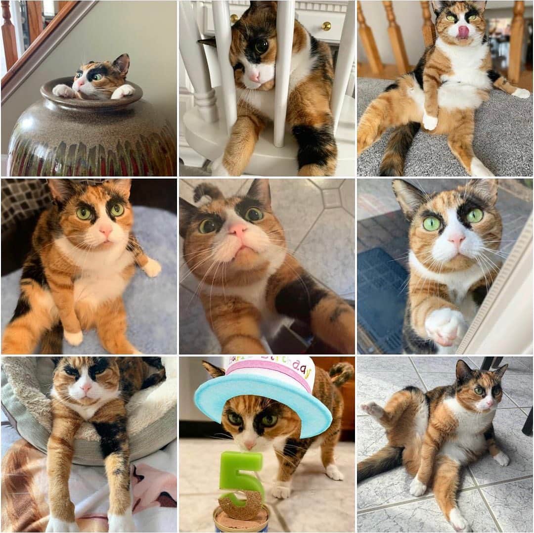 のインスタグラム：「Top 9 for 2020! Thank you for all of the love this year! 😽 . . . . #lillycrazyeyes #mood #catsofinstagram #9gag #calico #instacat #meowstagram #meow #meowdel #instacalico #calico #newyear #crazyeyes #sassy #eyes #top9 #top9of2020 #2020 #2021 #happynewyear」