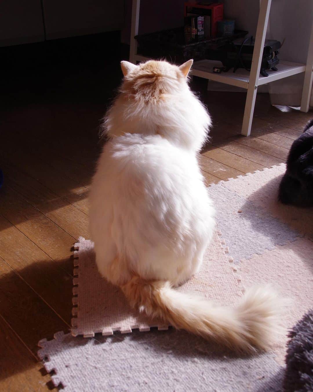 Kachimo Yoshimatsuさんのインスタグラム写真 - (Kachimo YoshimatsuInstagram)「モッサもさ #うちの猫ら #okaki #猫 #ねこ #cat #ネコ #catstagram #ネコ部 http://kachimo.exblog.jp」12月31日 1時21分 - kachimo