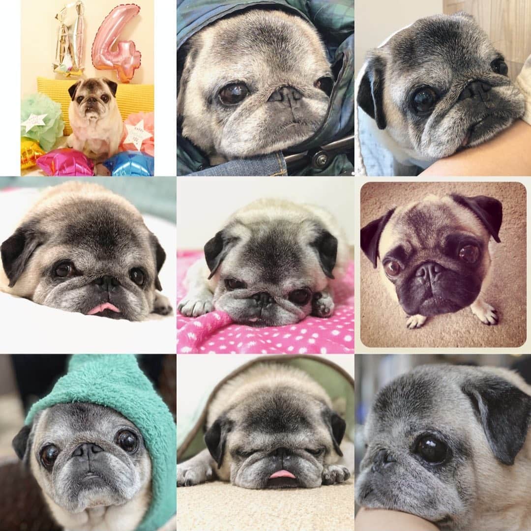 八兵衛のインスタグラム：「Best9 in 2020🐶 Thank you all IG friends❤️ * * 6位は 初インスタはっちゃん。 * * 2011年からインスタ始めて ずいぶんと続けているものです…(驚) 不精ばかりですが💦 ゆるりゆるりと 2021年もまいりたいと思います😌 * * #ありがとうございます #ほぼ黒パグ #おじいちゃん犬 #pug #puggy #puglife #puglove #petstagram #pugstagram #pugsofinstagram #pugs #dog #ふわもこ部  @igersjp #IGersJP #east_dog_japan #pecoイヌ部 #八兵衛 #はちべえ #sippoストーリー」