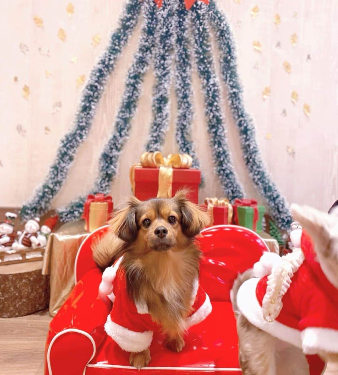 ゆがつくひとのインスタグラム：「. 年が変わる前に🐻‍❄️❤️💜 . クリスマスは安定の ちゃむてぃなと過ごしたよ🎅🏻🎄 . お揃いのお洋服を着たよ🎅🏻❤️💜🤍 . 最後は爪切り等をお願いした時の まろのえ、、みたいな顔🤣💓💓 .  #わんこのいる生活 #わんこのいる暮らし  #わんこは家族  #わんこ部 #親バカ部  #世界一可愛い #うちの子が一番  #わんこなしでは生きていけません会  #わんこカメラ部 #いぬすたぐらむ  #いぬすきさんと繋がりたい🐶  #mix犬 #女の子 #わんこは家族 #シークス #シーダックス #犬バカ部  #🎄 #クリスマス  #クリスマスパーティー #クリパ #クリパ女子会  #お揃いコーデ #サンタさん #天使ちゃん」