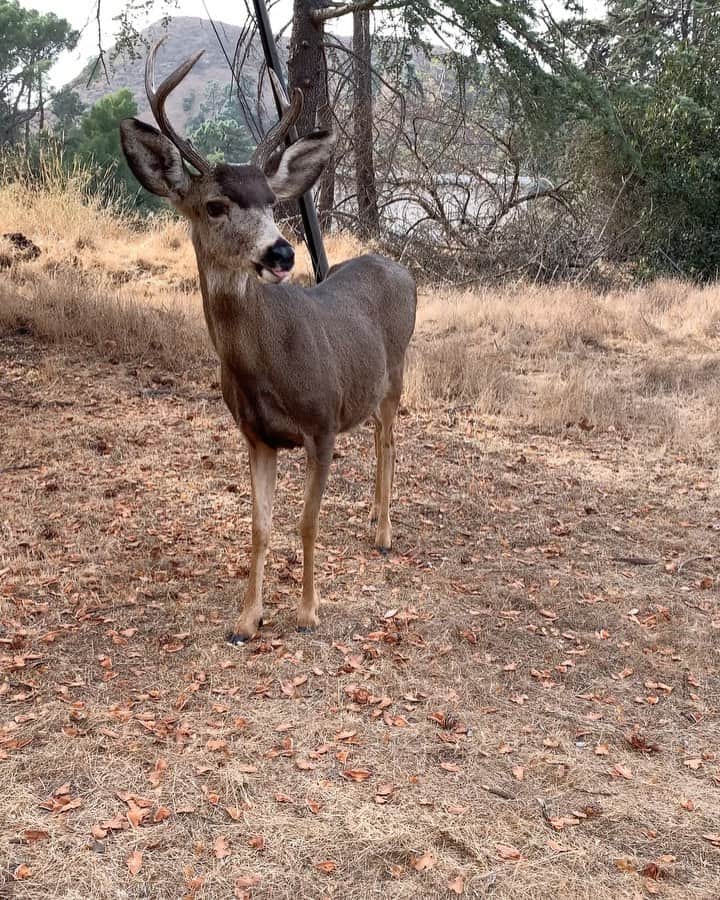 ベス・ベアーズのインスタグラム：「Magical. So special this beautiful buck Spending time in nature has gotten me though 2020! How bout y'all?」